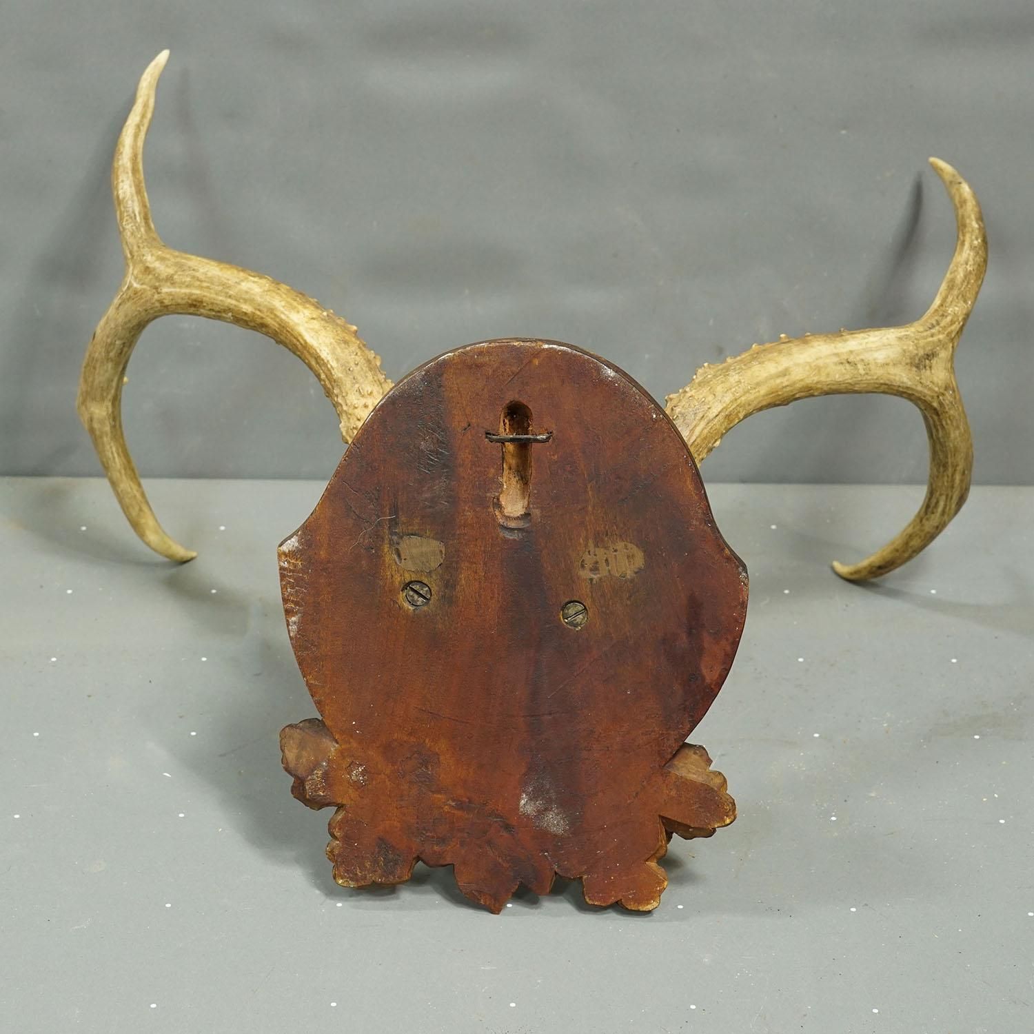 Antique White Tailed Deer Trophy On Carved Plaque   Germany 1930s photo vinterior