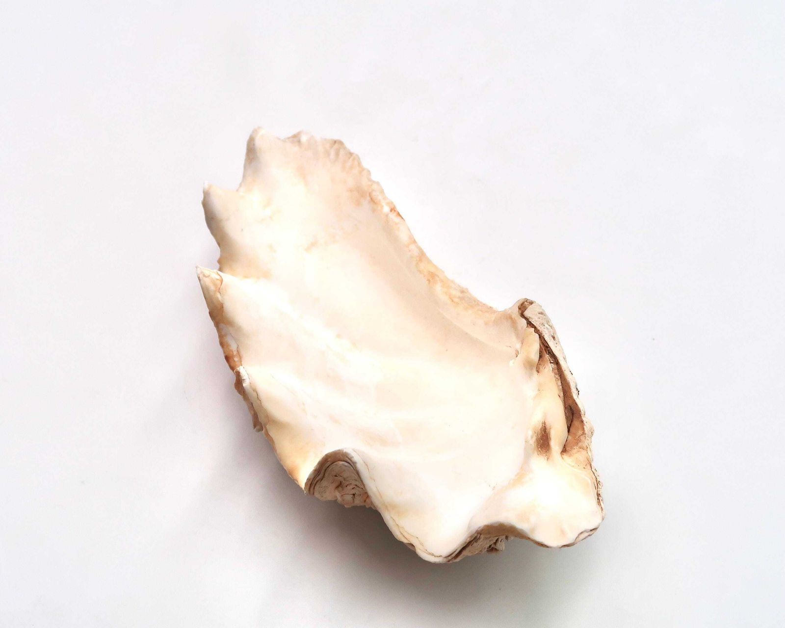 Zeeschelp: Tridacna Schelp, Ca. Jaren 1970 / Schelp, Hoornschelp, Rariteitenkabinet, Ringschaaltje, Zeepschaaltje, Minimalistische Badkamer, Woondecoratie, Natuur photo 203.0