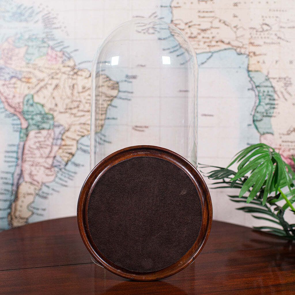 Antique Victorian Display Dome, English, Glass, Taxidermy Showcase, Collectors photo buy