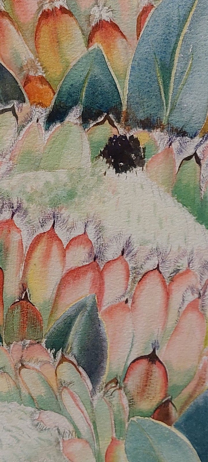 Johm Meyer 1942 South Africa Protea Flowers Watercolor On Paper photo 150.0