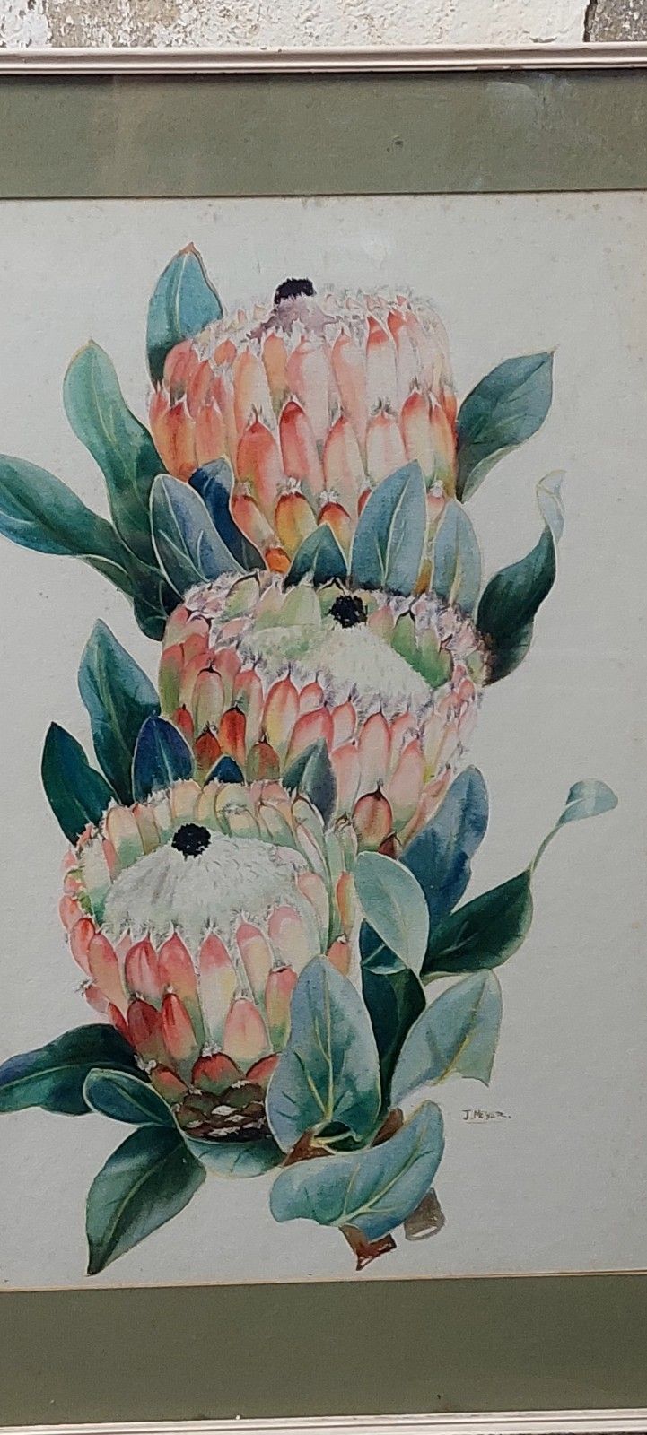 Johm Meyer 1942 South Africa Protea Flowers Watercolor On Paper photo vinterior