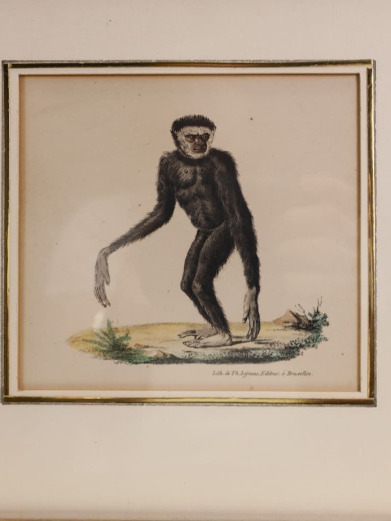 Striking Triptych Of 19th Century Hand Coloured Zoological Lithographs photo Art