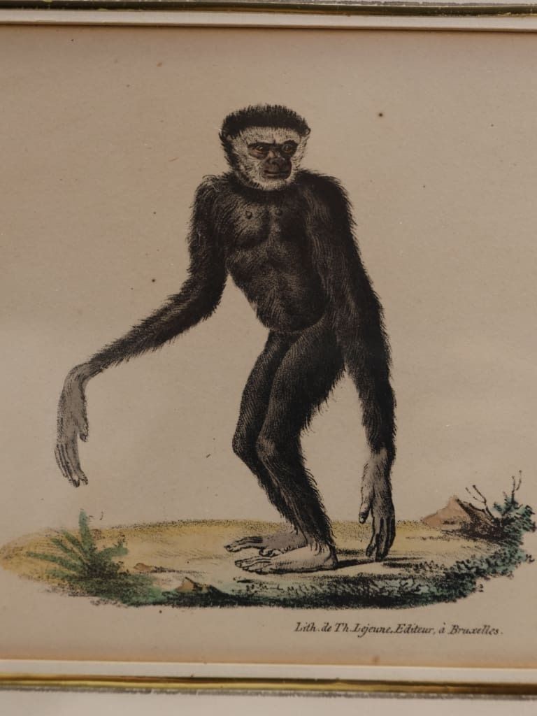 Striking Triptych Of 19th Century Hand Coloured Zoological Lithographs photo vinterior
