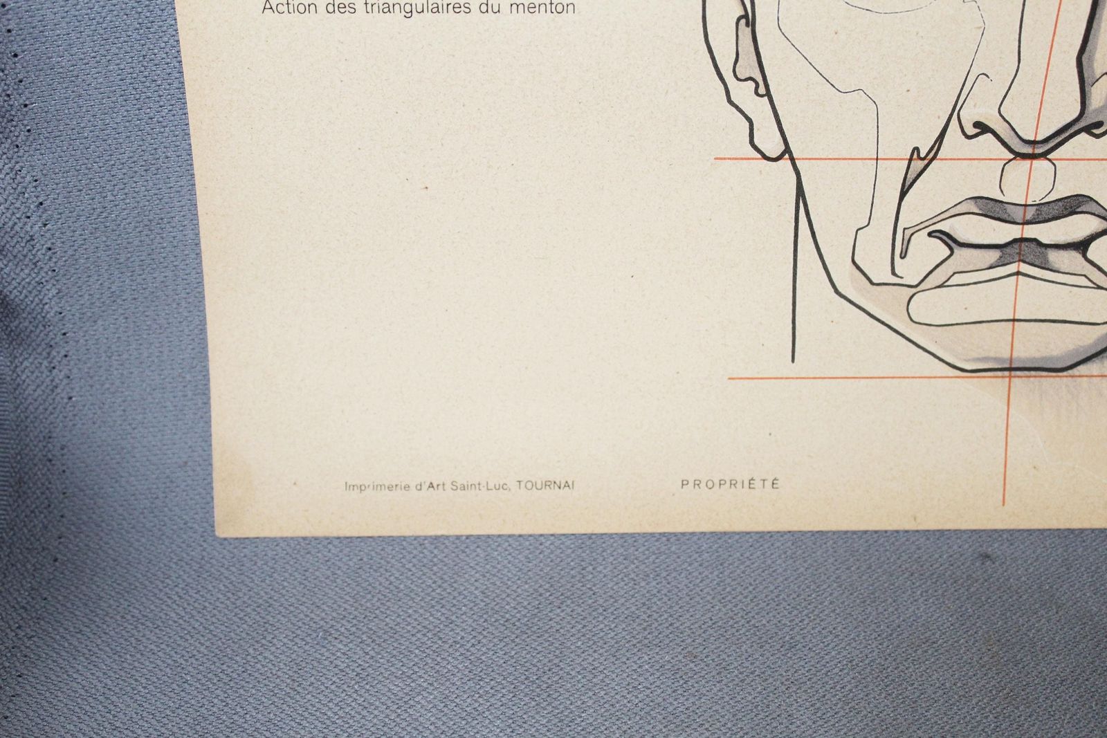 photo for sale Set Of Two Large Art Deco Antique Anatomy Muscle Face Facial Expressions, How To Draw, Speybrouck 1933 Belgium Tournai, Science, Ship Tubed