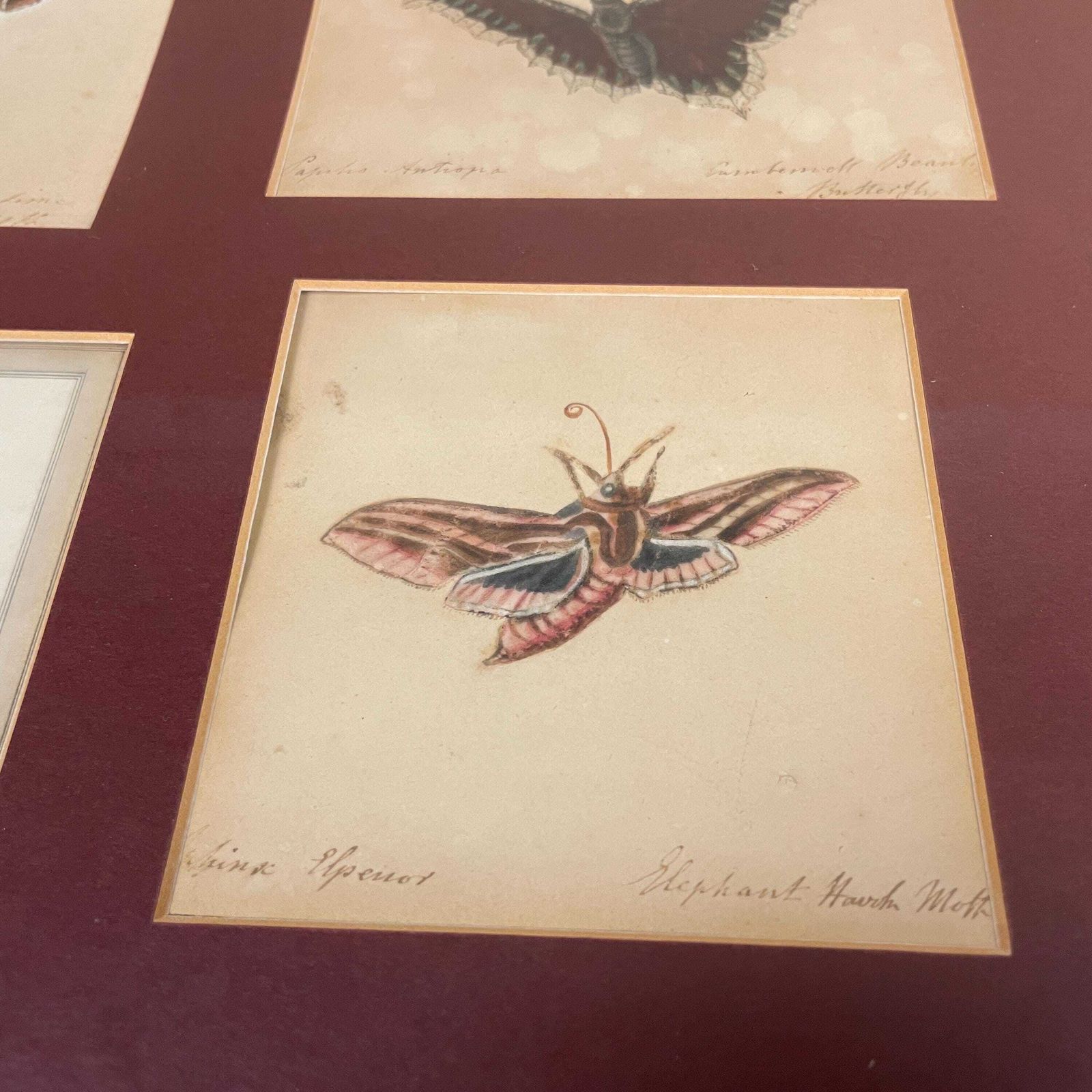 Vintage Butterfly Prints Framed Four Panel Wall Art Antiquarian Style Botanical Pictures Natural History Wood Frame photo furniture