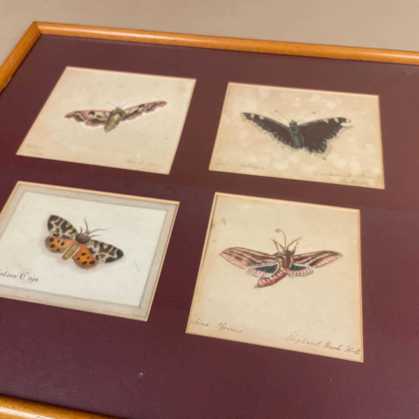 Vintage Butterfly Prints Framed Four Panel Wall Art Antiquarian Style Botanical Pictures Natural History Wood Frame photo 125.0