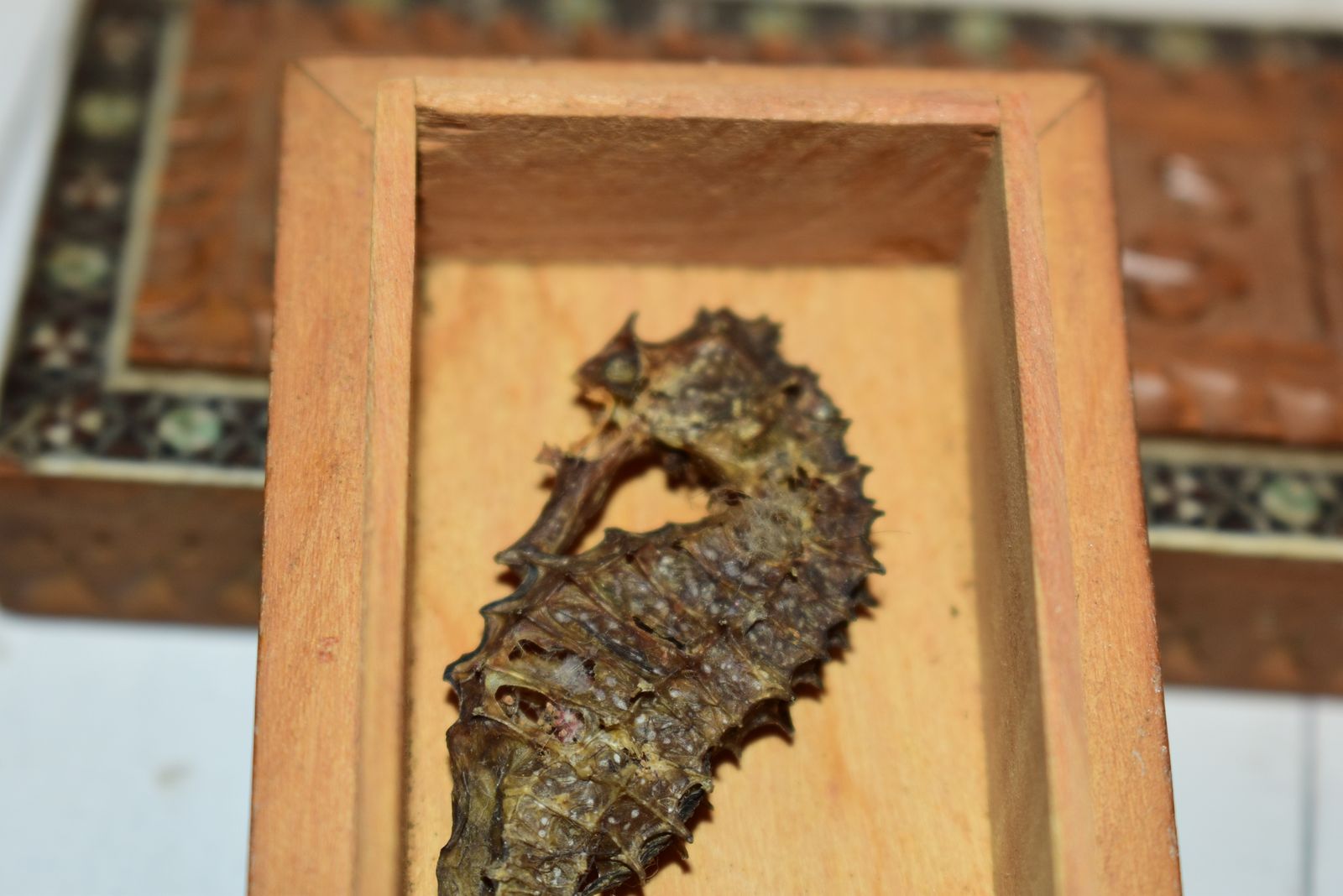 Victorian Jewellery Box   Beautiful Sadeli Inlaid Micro Mosaic Casket With Dried Seahorse! photo vintage