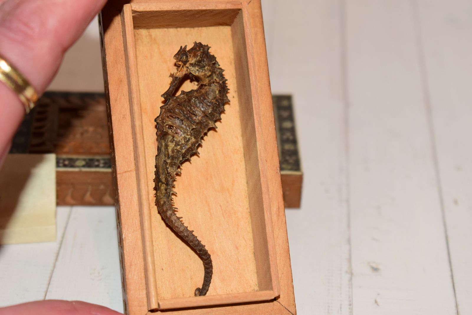 photo for sale Victorian Jewellery Box   Beautiful Sadeli Inlaid Micro Mosaic Casket With Dried Seahorse!