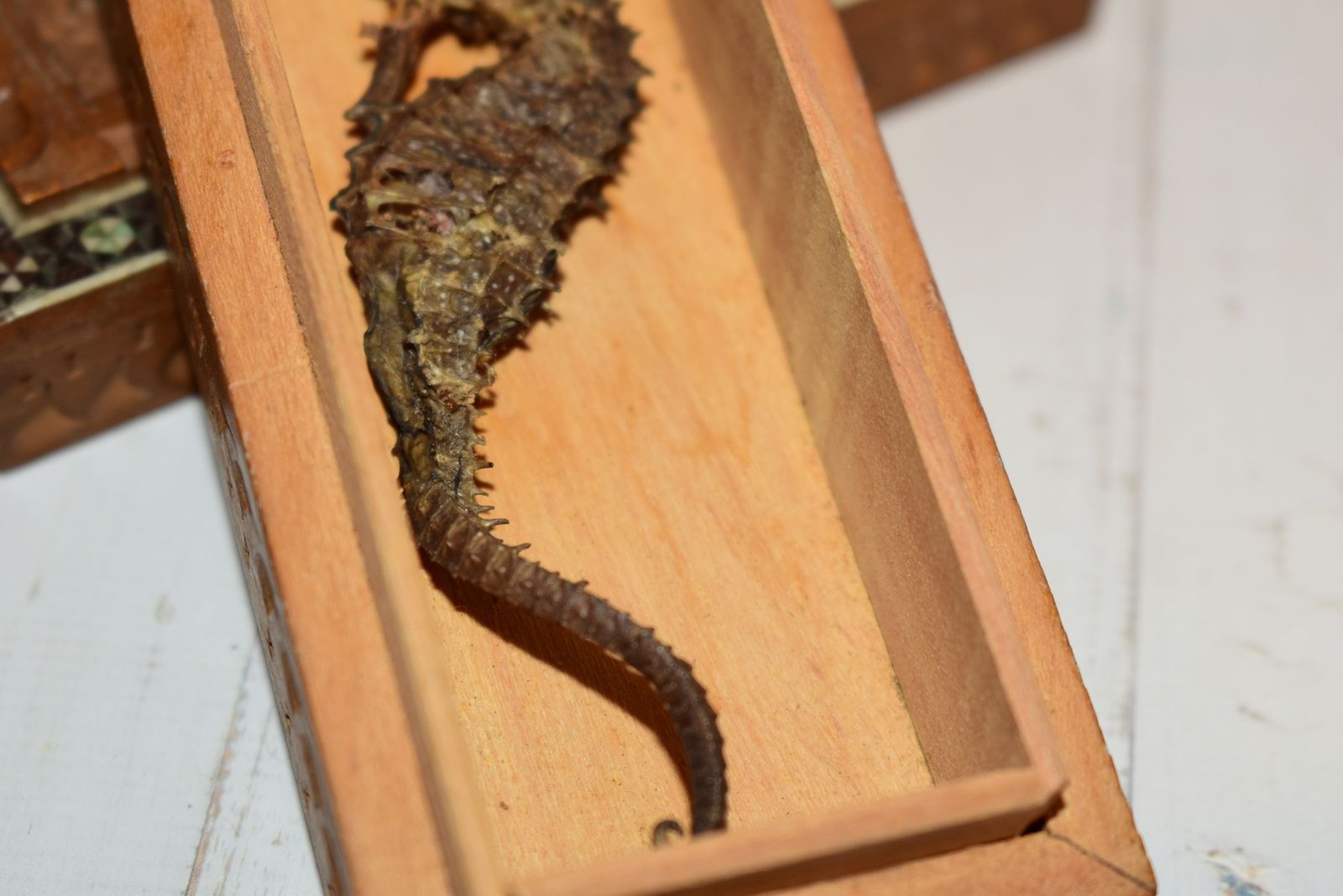 photo vinterior Victorian Jewellery Box   Beautiful Sadeli Inlaid Micro Mosaic Casket With Dried Seahorse!