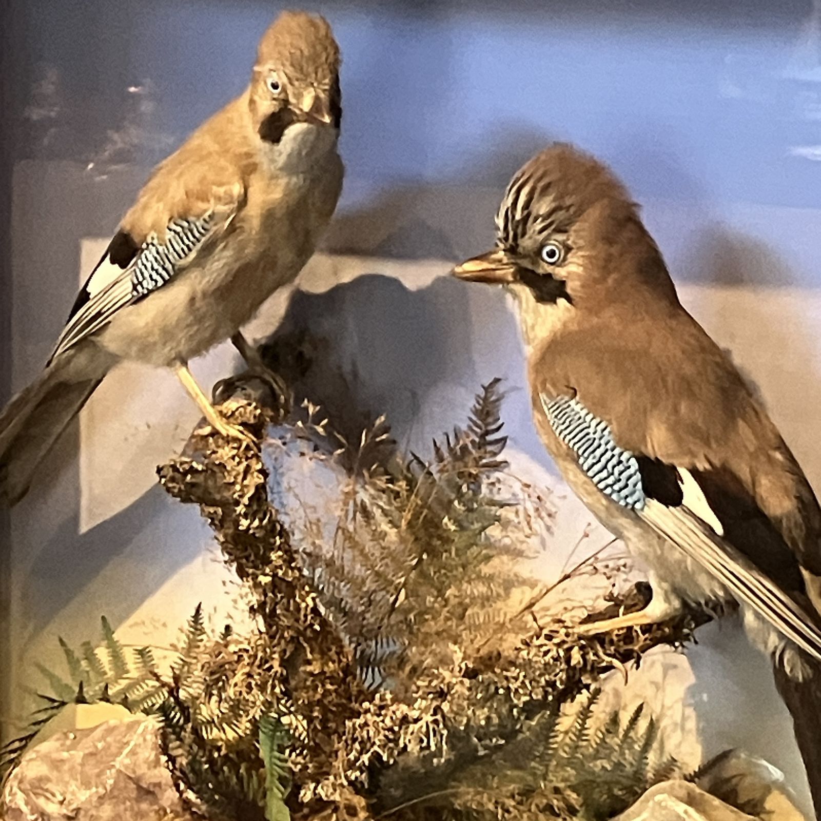 Antique Eurasian Jays’ (Garrulus Glandarius) Taxidermy Display Case photo for sale