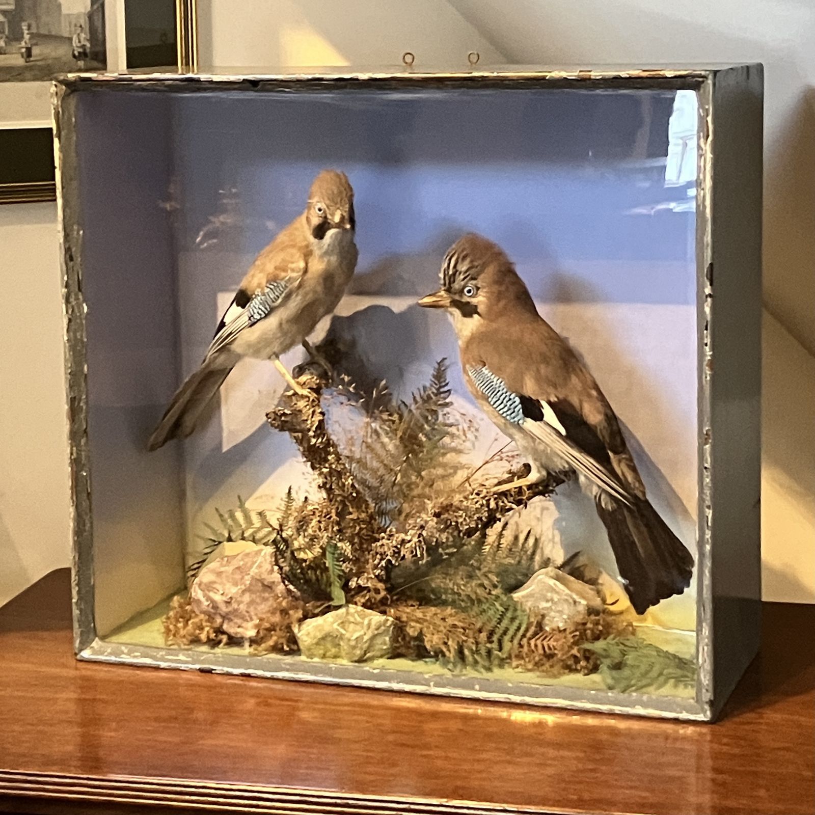 Antique Eurasian Jays’ (Garrulus Glandarius) Taxidermy Display Case photo Home Decor