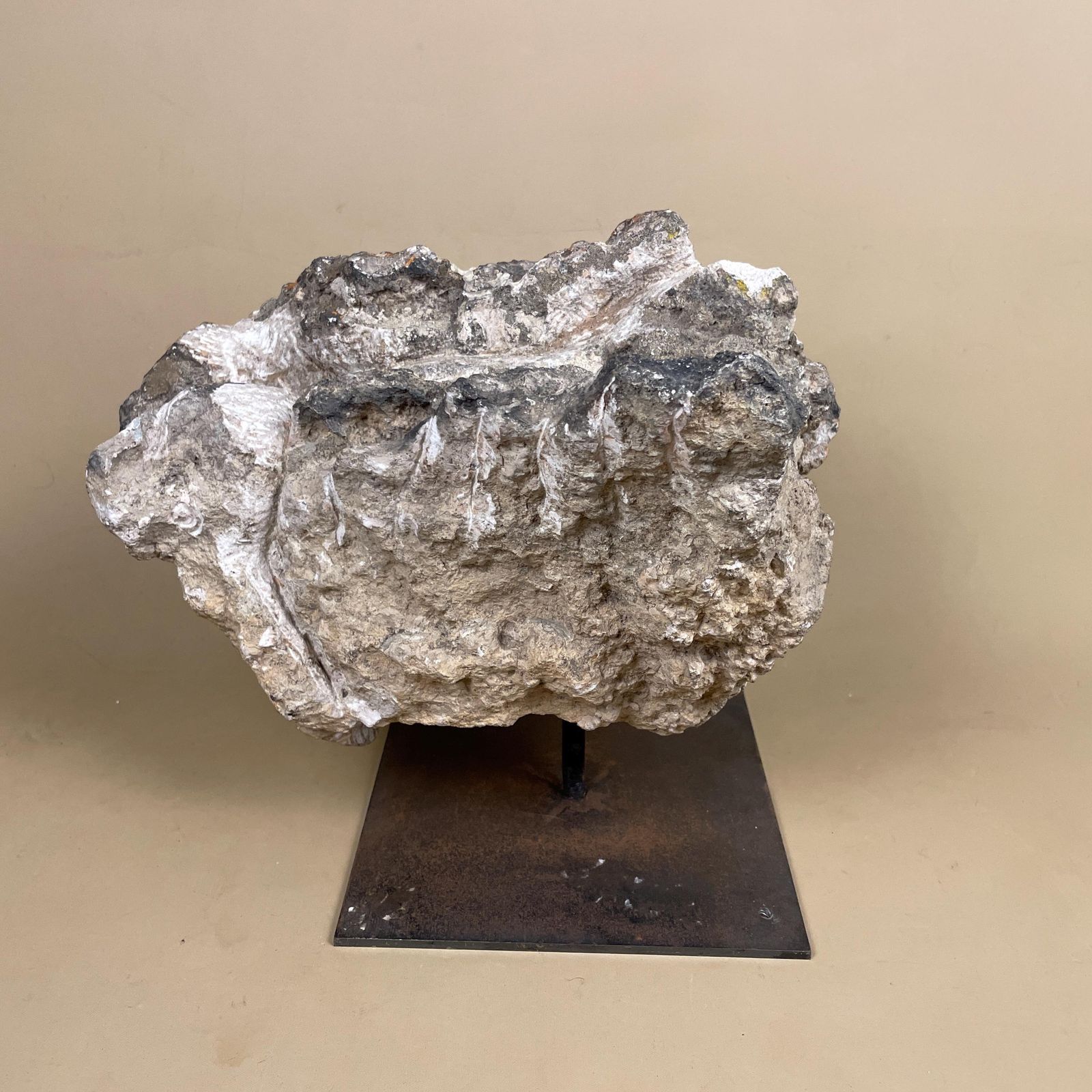 Large Natural Fossil Rock Specimen On Metal Stand Heavy Display Piece Art Museum Decor Mineral Collection Curio Display Stone
