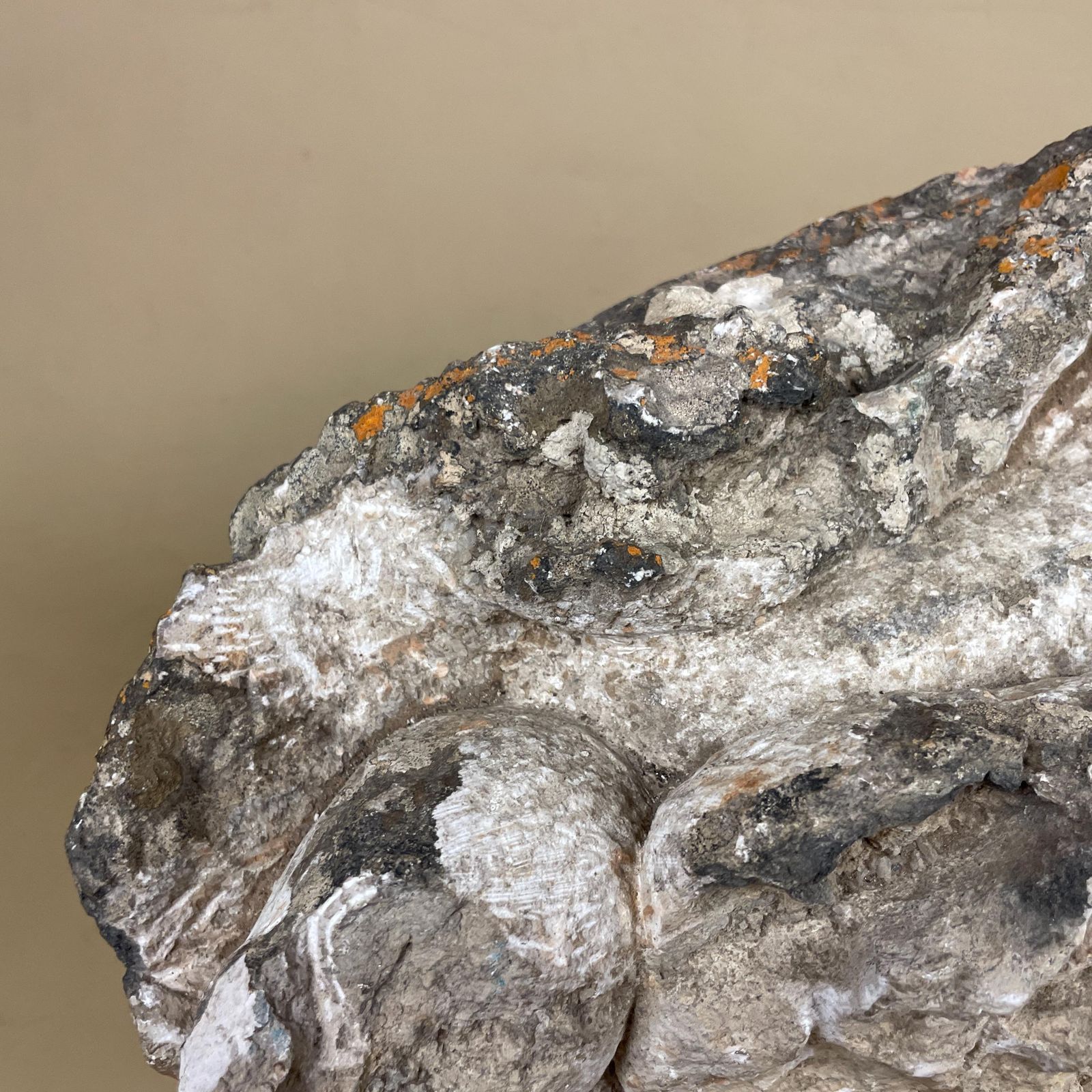 Large Natural Fossil Rock Specimen On Metal Stand Heavy Display Piece Art Museum Decor Mineral Collection Curio Display Stone photo vintage