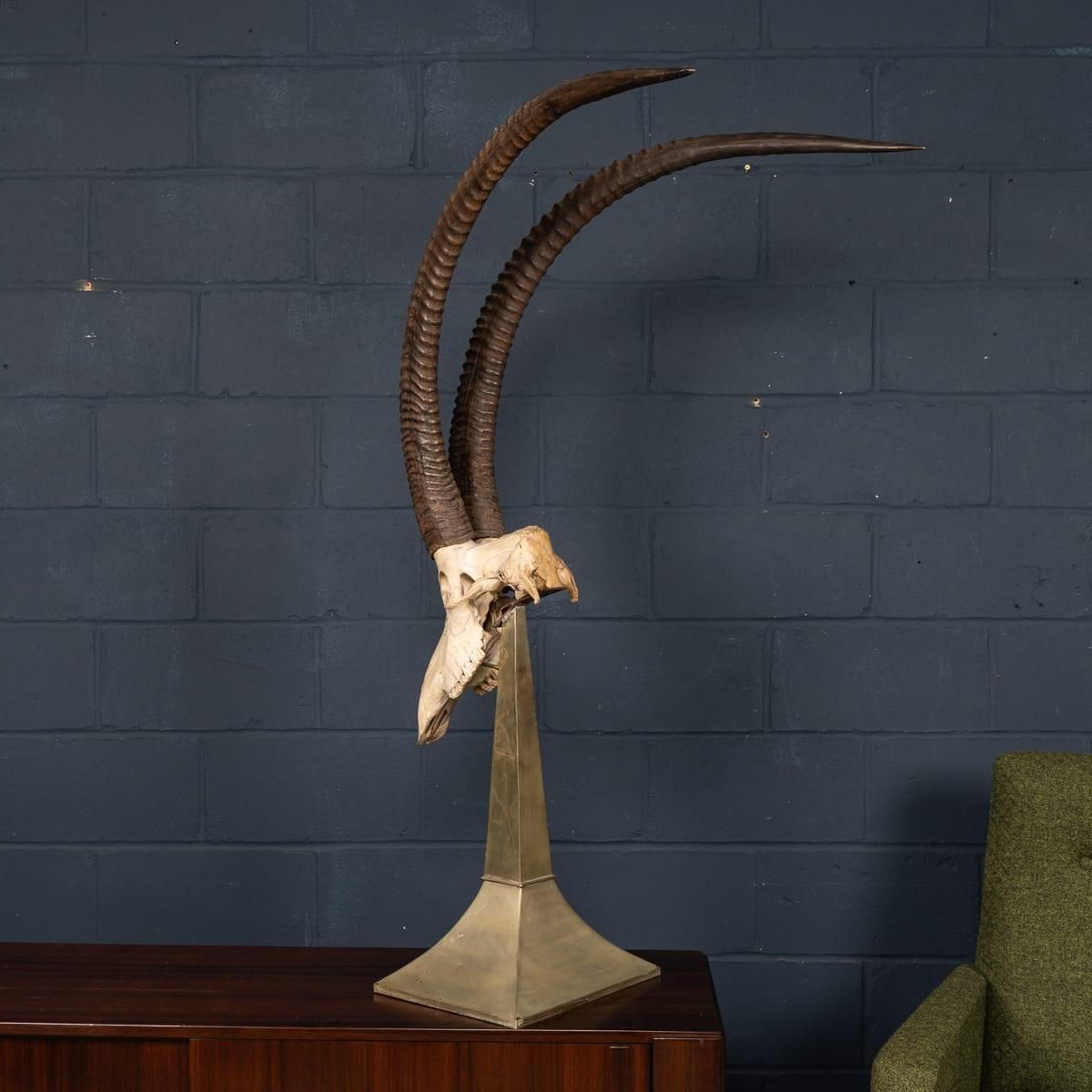 20thc Taxidermy Study Of An African Ibex, By Anthony Redmile, London C.1970 photo for sale