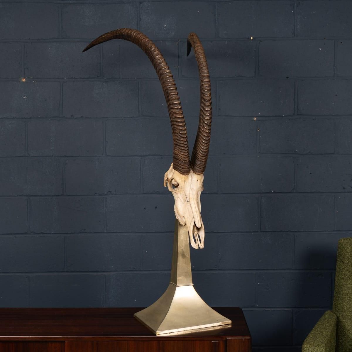 20thc Taxidermy Study Of An African Ibex, By Anthony Redmile, London C.1970 photo Home Decor