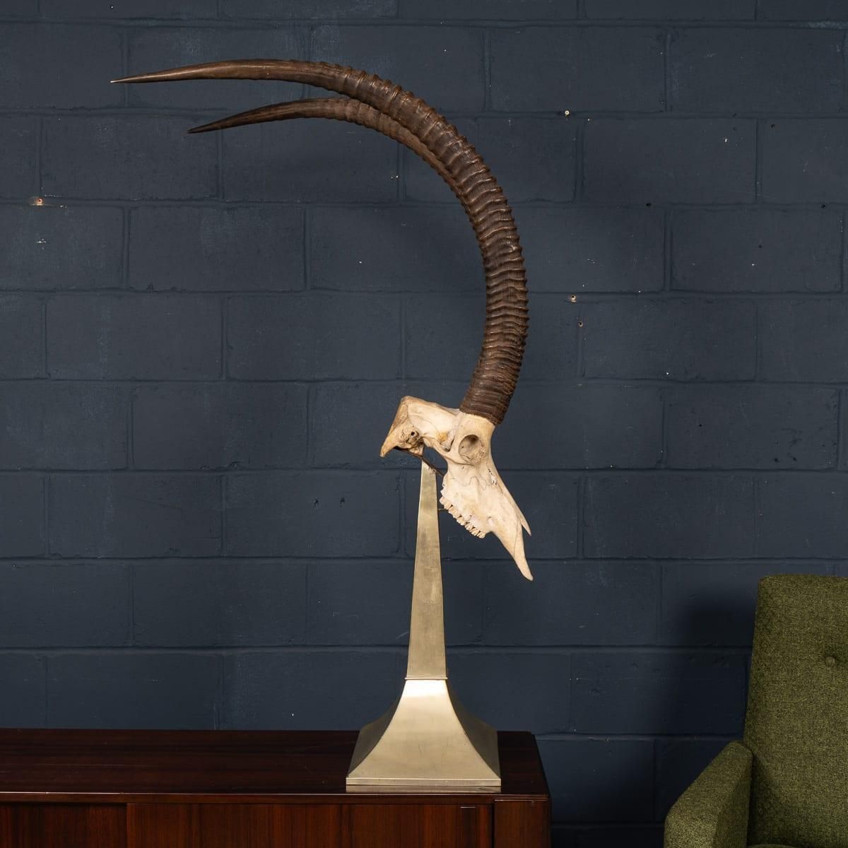 20thc Taxidermy Study Of An African Ibex, By Anthony Redmile, London C.1970 photo vinterior