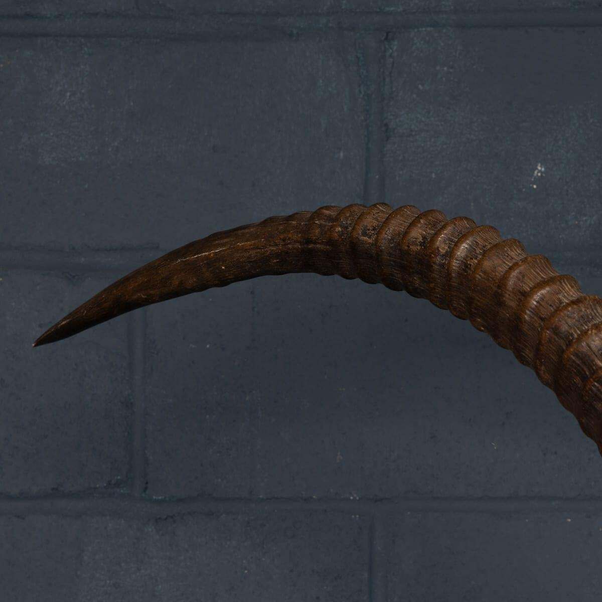Home Decor 20thc Taxidermy Study Of An African Ibex, By Anthony Redmile, London C.1970 photo