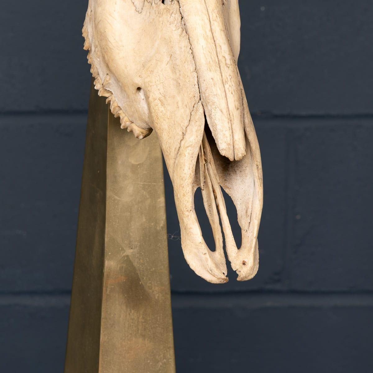 photo buy 20thc Taxidermy Study Of An African Ibex, By Anthony Redmile, London C.1970