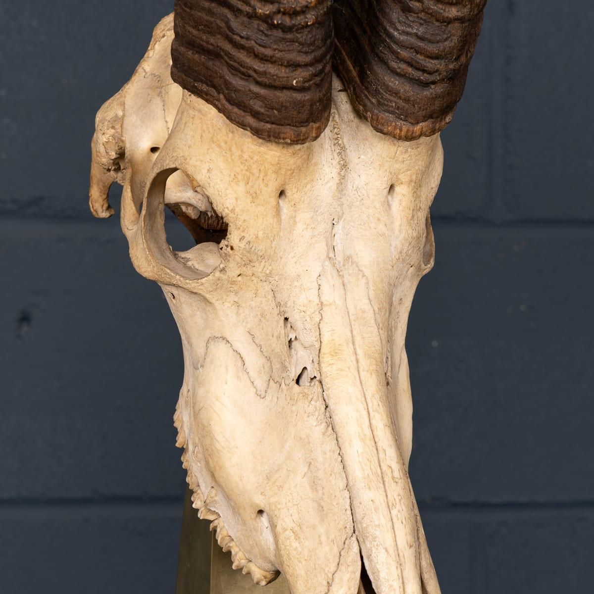 photo vintage 20thc Taxidermy Study Of An African Ibex, By Anthony Redmile, London C.1970