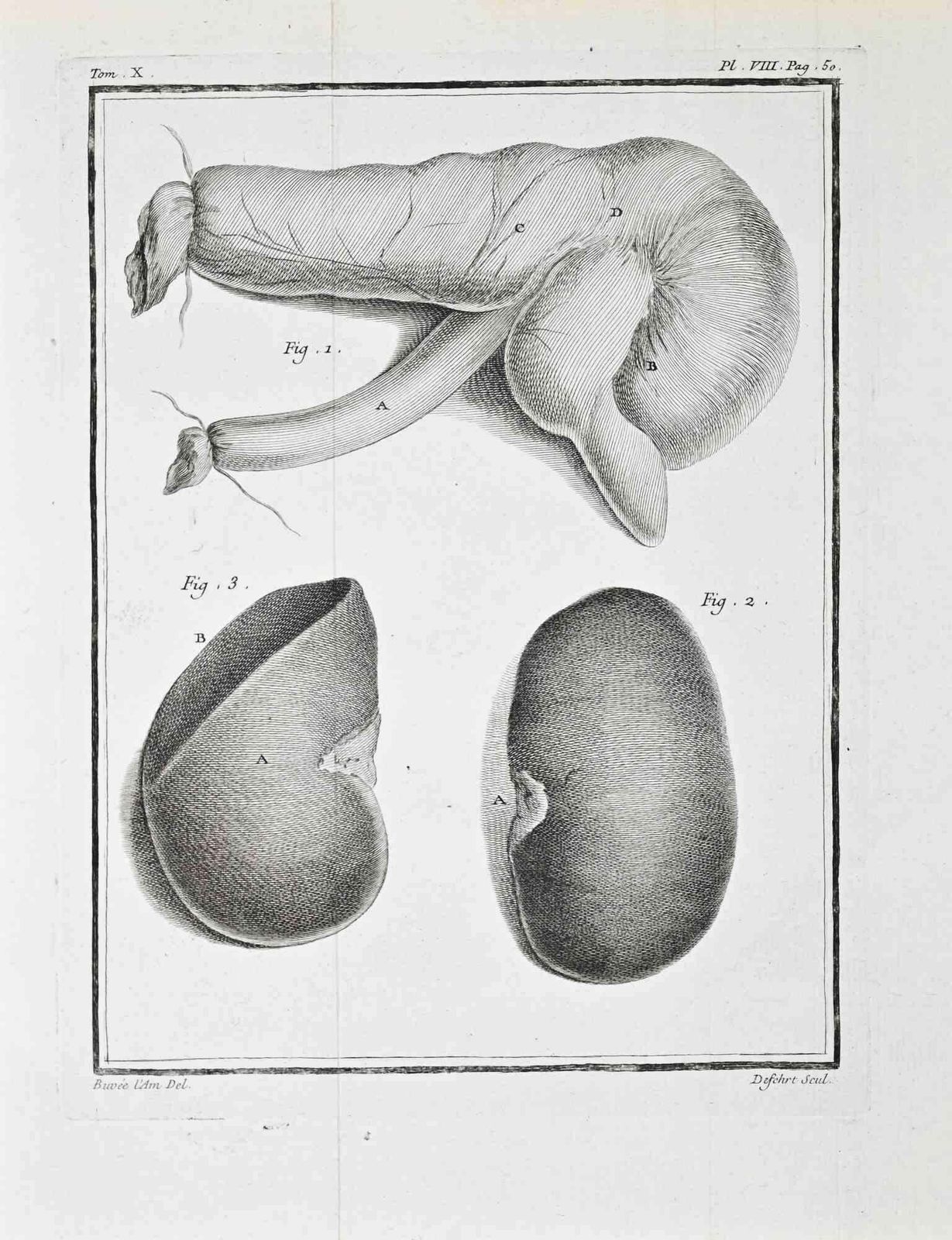 Antoine Defehrtanatomical Analysis   Etching By Antoine Defehrt   17711771