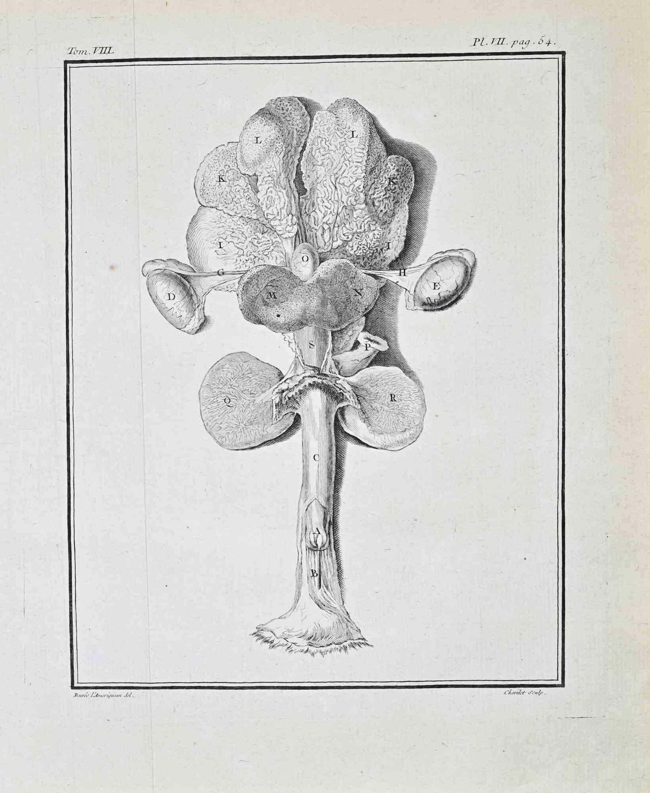 Buvée D’amériquecentral Nervous And Reproductive Systems..  Etching By Buvée D’amérique   17711771