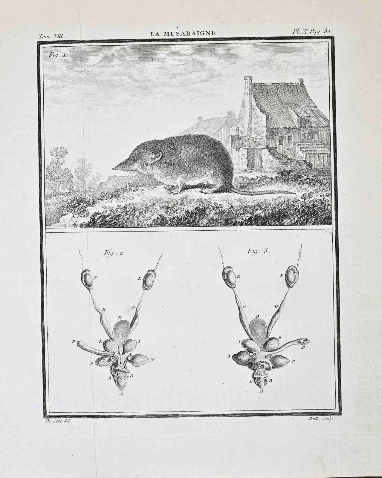 Buvée D’amériquela Musaraigne (The Shrew)   Etching By Buvée D’amérique   17711771