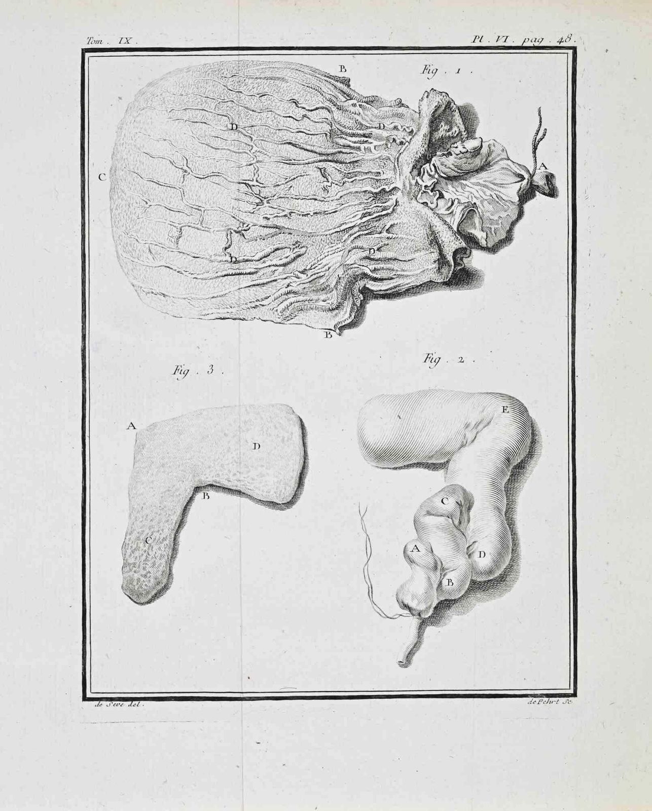 Juste Chevilletanimal Anatomy   Etching By Juste Chevillet   17711771