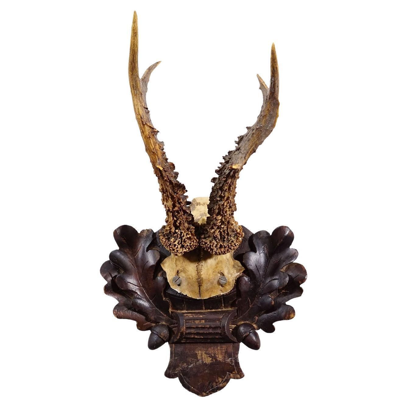 Antique Black Forest Red Deer Trophy On Carved Plaque   Germany 1910