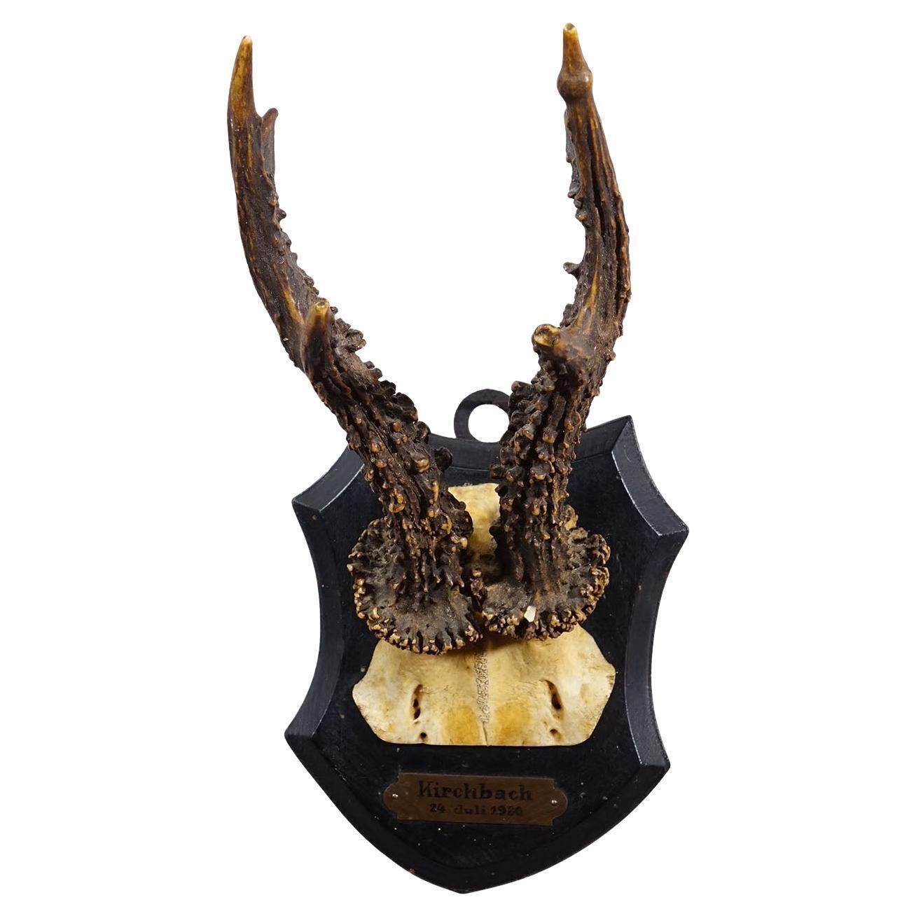 Antique Black Forest Red Deer Trophy On Carved Plaque   Germany 1930