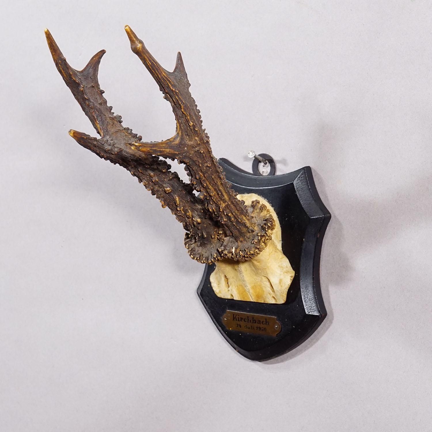 Antique Black Forest Red Deer Trophy On Carved Plaque   Germany 1930 photo Home Decor