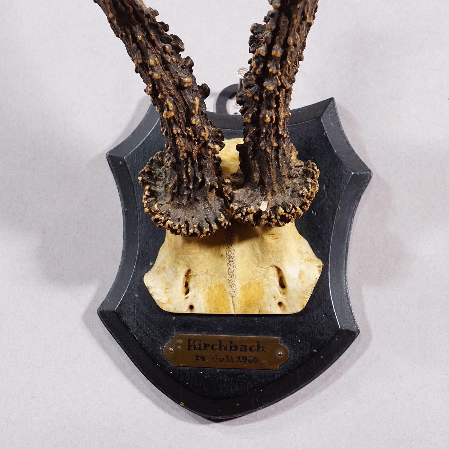 Antique Black Forest Red Deer Trophy On Carved Plaque   Germany 1930 photo 169.0