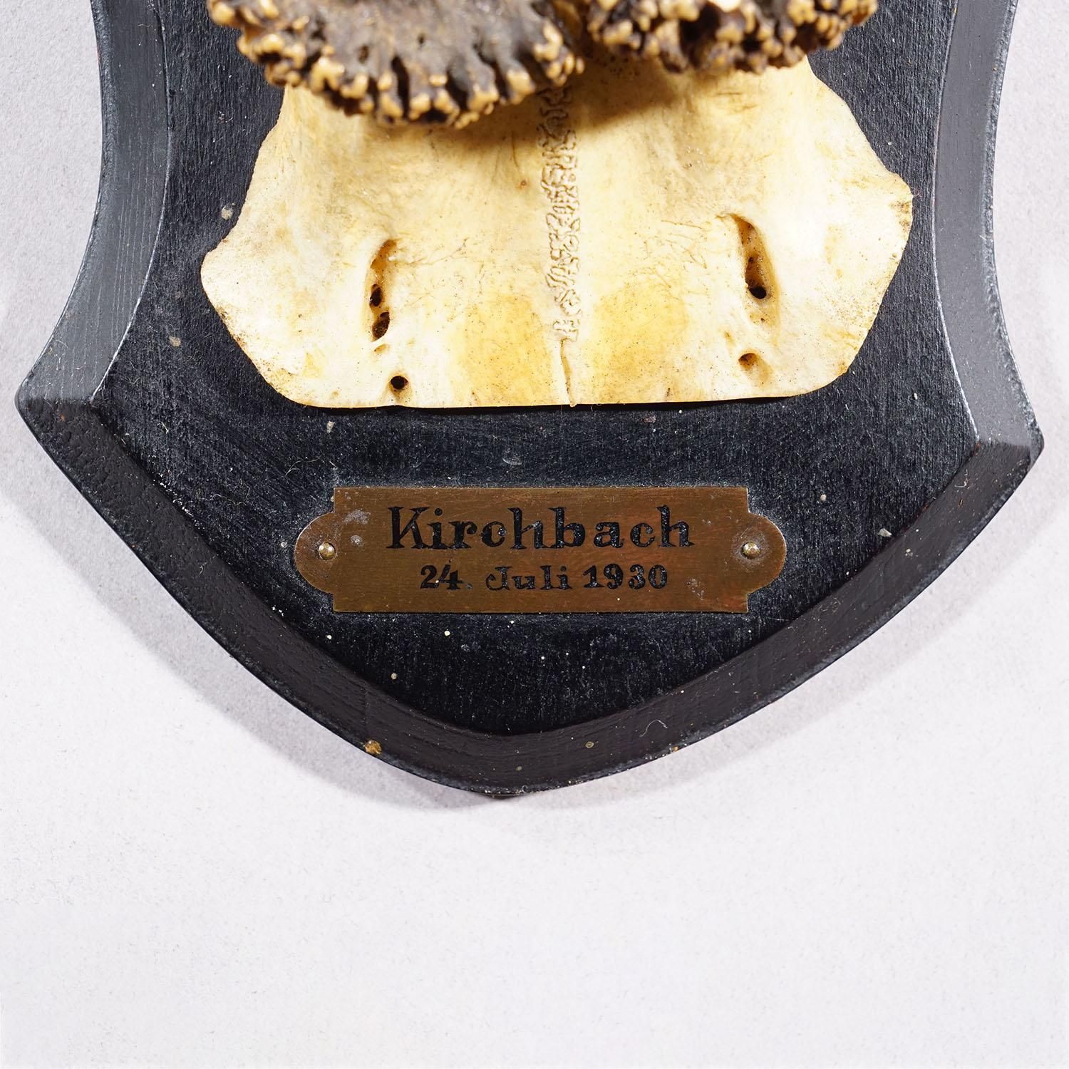 Antique Black Forest Red Deer Trophy On Carved Plaque   Germany 1930 photo vinterior