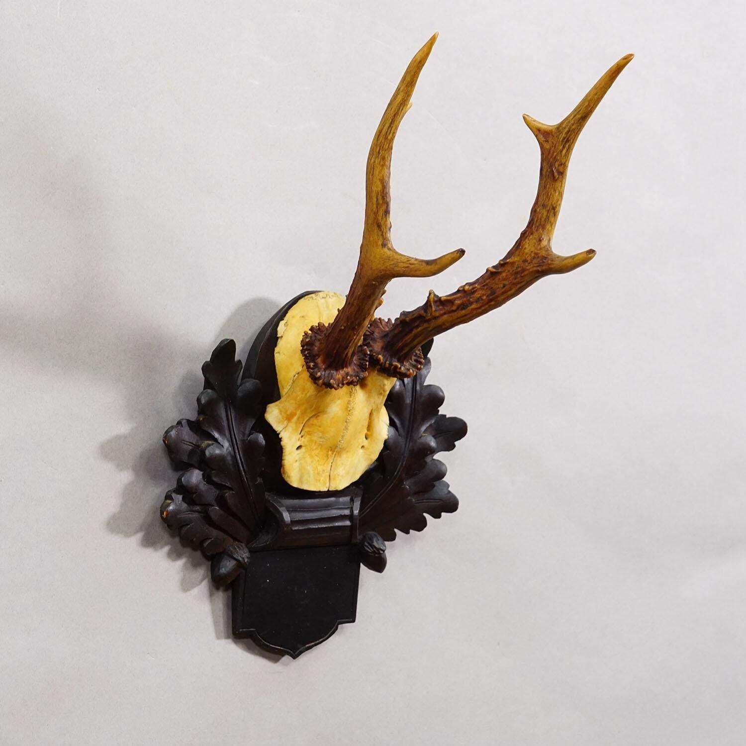 Antique Black Forest Red Deer Trophy On Carved Plaque, Germany 1900 photo for sale