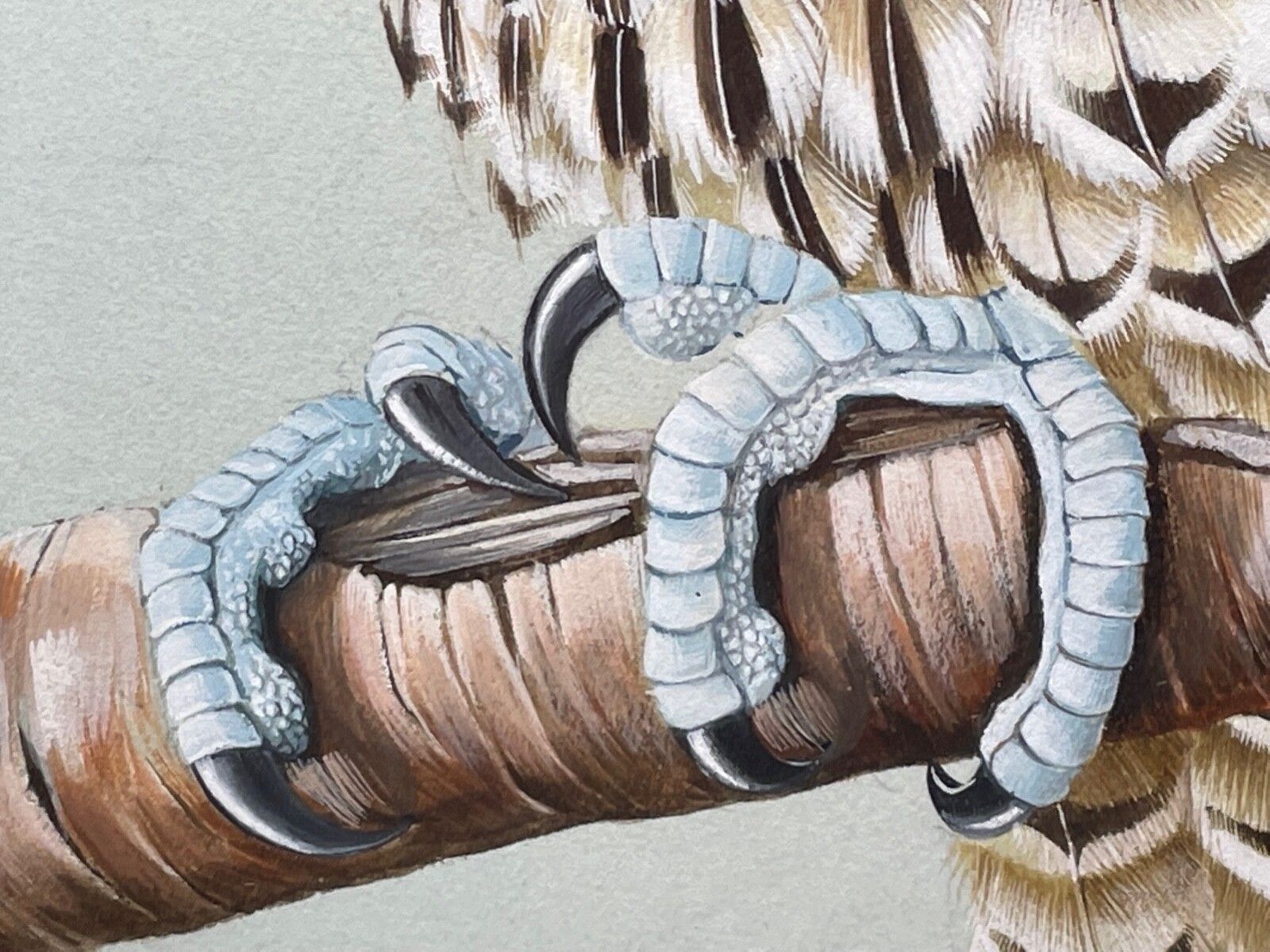 Fine British Art Gouache Watercolour Peregrine Falcon By David Johnston photo Art