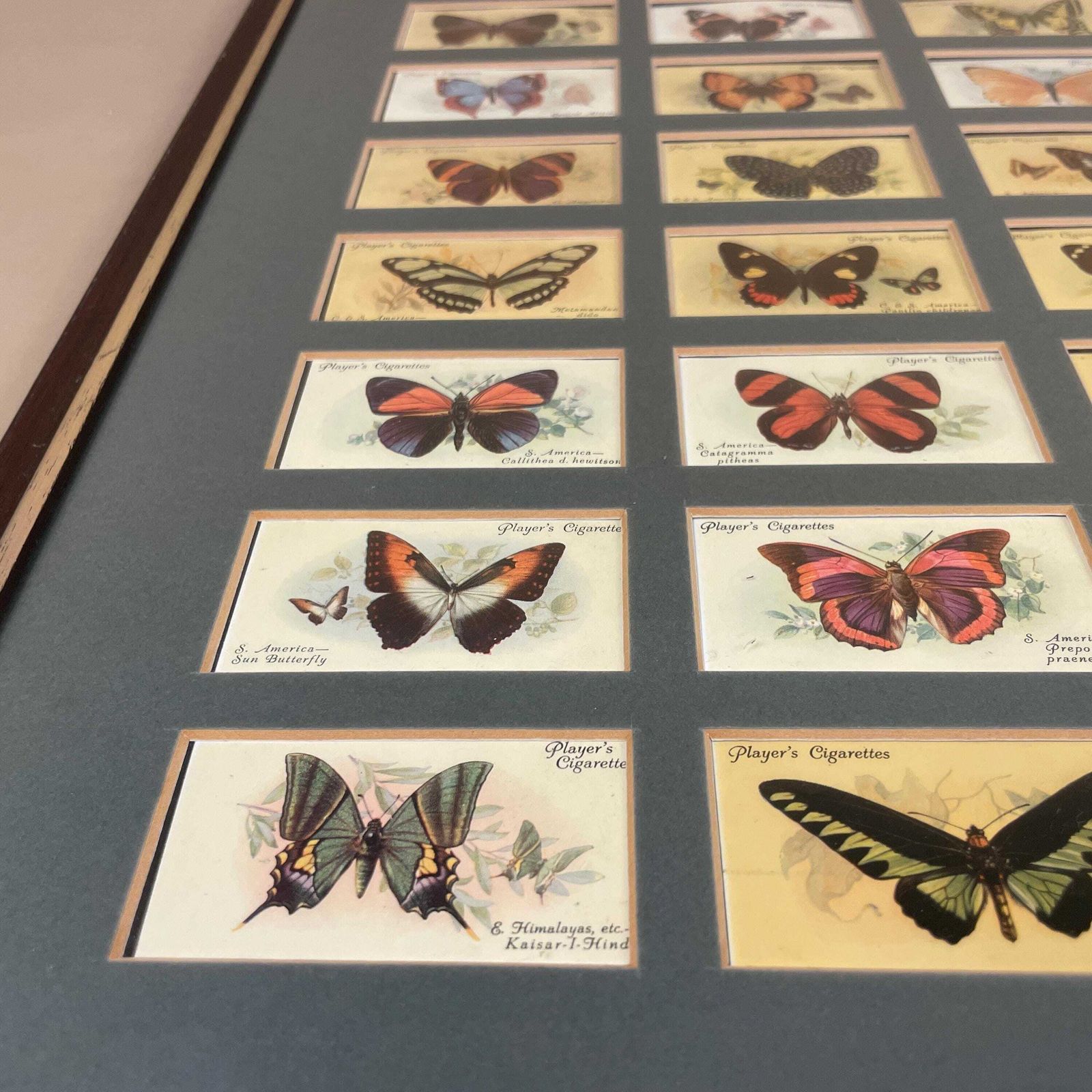 Vintage Butterfly Framed Cigarette Cards Wall Art Antiquarian Botanical Pictures Natural History Wood Frame John Player & Sons Butterflies photo 135.0