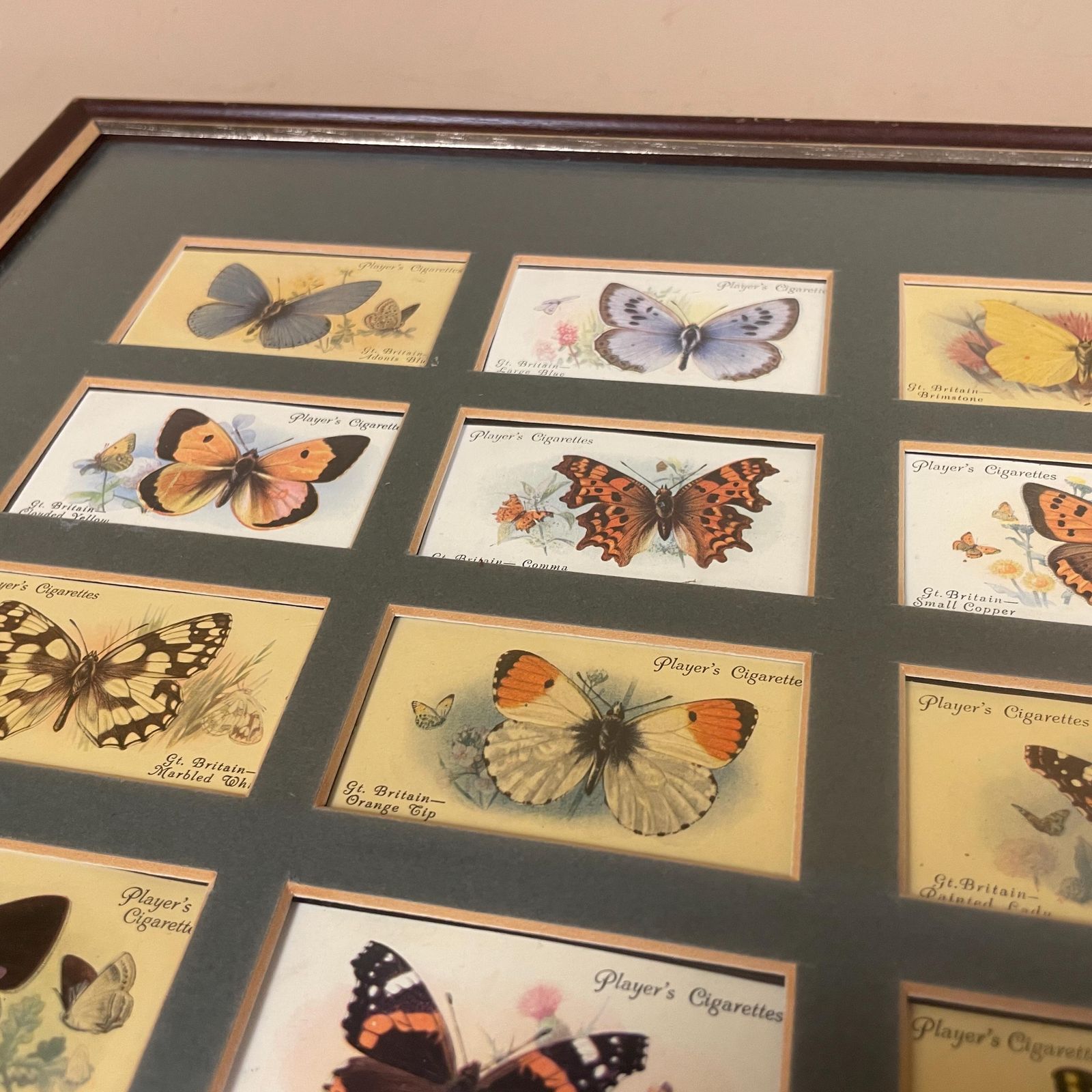 Vintage Butterfly Framed Cigarette Cards Wall Art Antiquarian Botanical Pictures Natural History Wood Frame John Player & Sons Butterflies photo vintage
