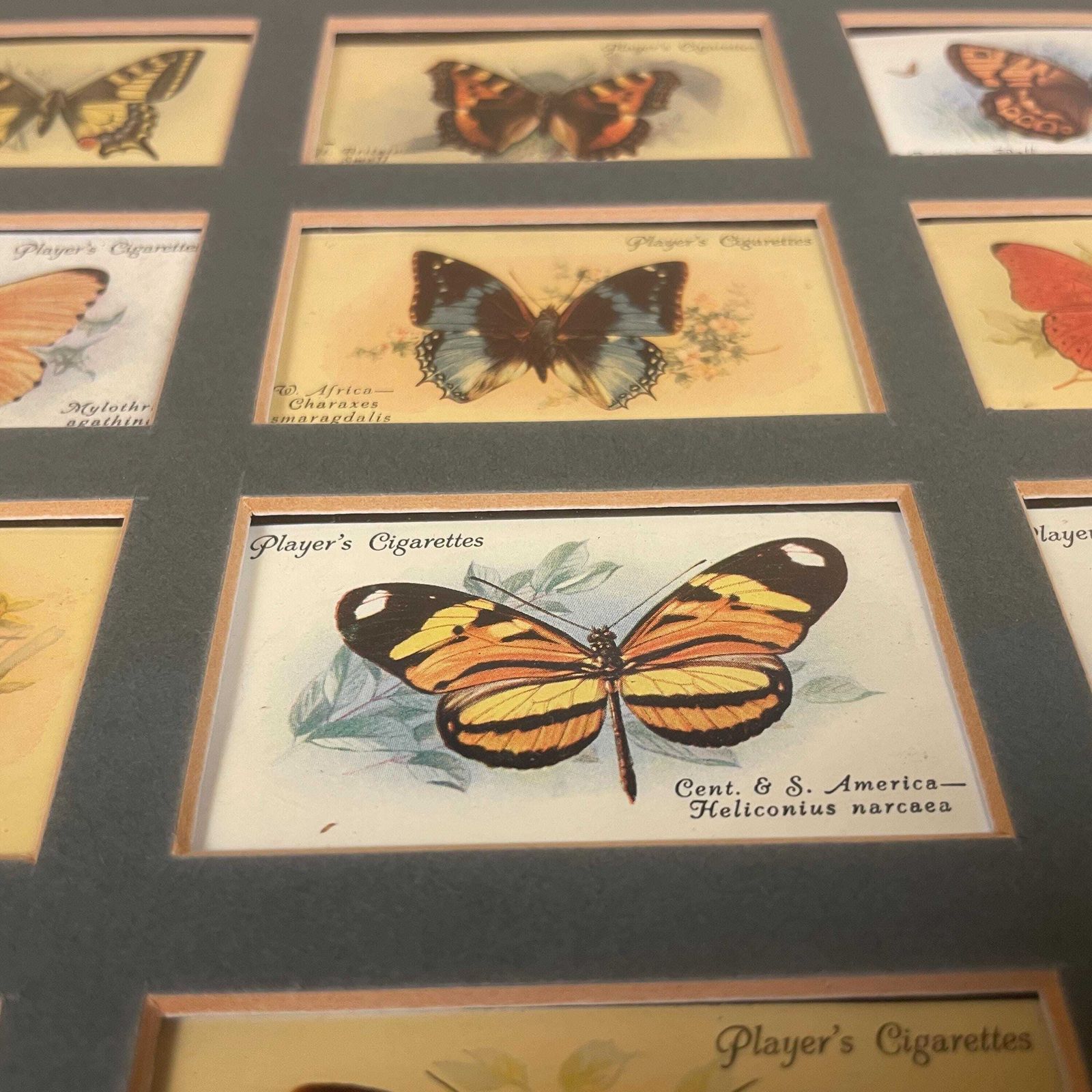photo furniture Vintage Butterfly Framed Cigarette Cards Wall Art Antiquarian Botanical Pictures Natural History Wood Frame John Player & Sons Butterflies