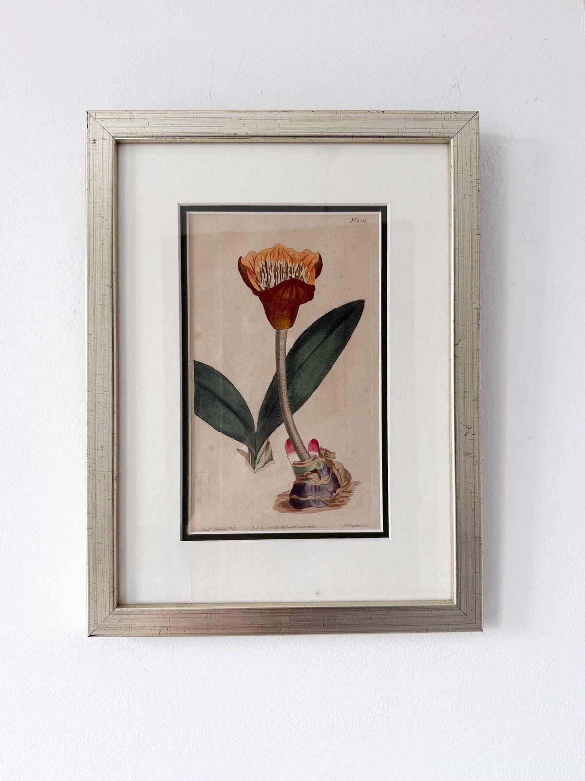Original Botanical Hand Finished Engraving From Curtis Botanical Magazine 1813, Antique Botanical Engraving photo furniture