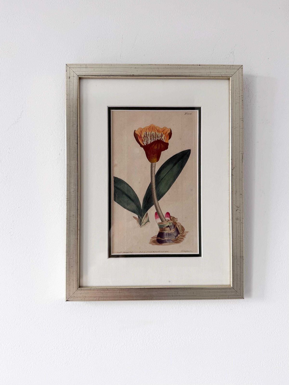 Original Botanical Hand Finished Engraving From Curtis Botanical Magazine 1813, Antique Botanical Engraving photo for sale