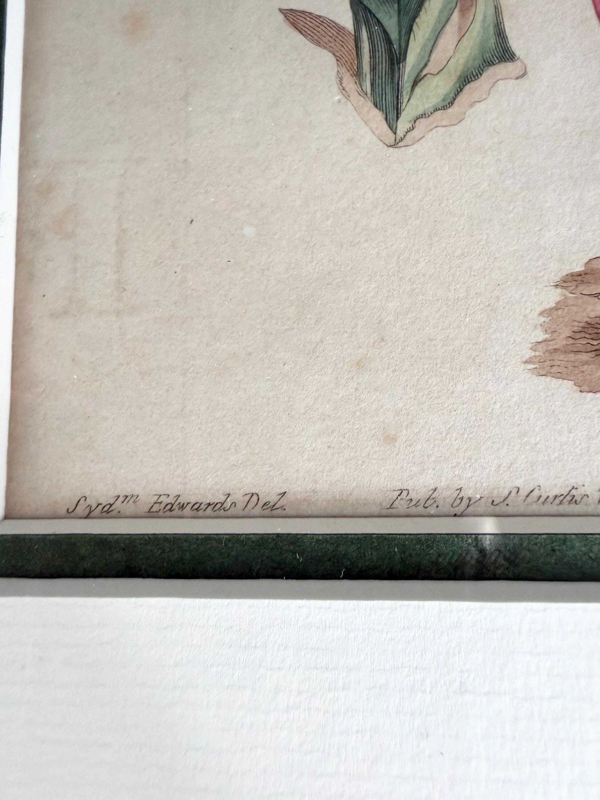 photo furniture Original Botanical Hand Finished Engraving From Curtis Botanical Magazine 1813, Antique Botanical Engraving