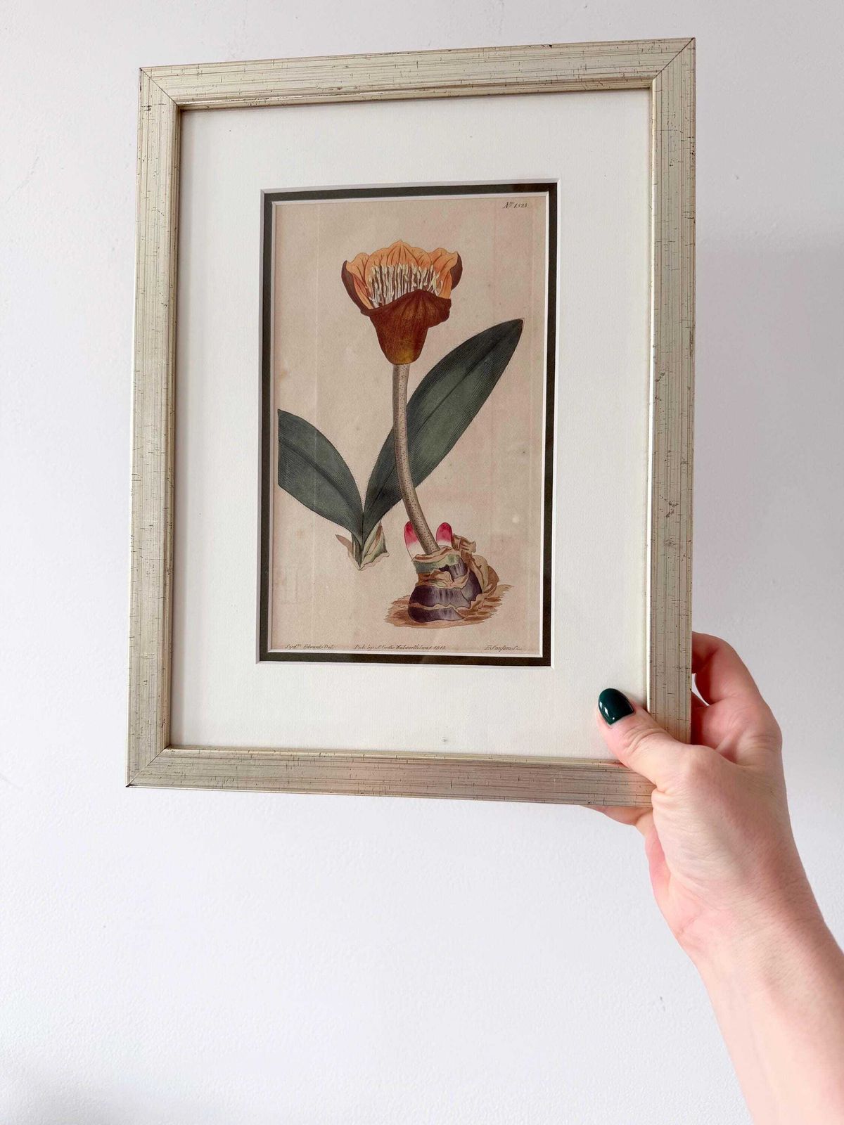 photo for sale Original Botanical Hand Finished Engraving From Curtis Botanical Magazine 1813, Antique Botanical Engraving