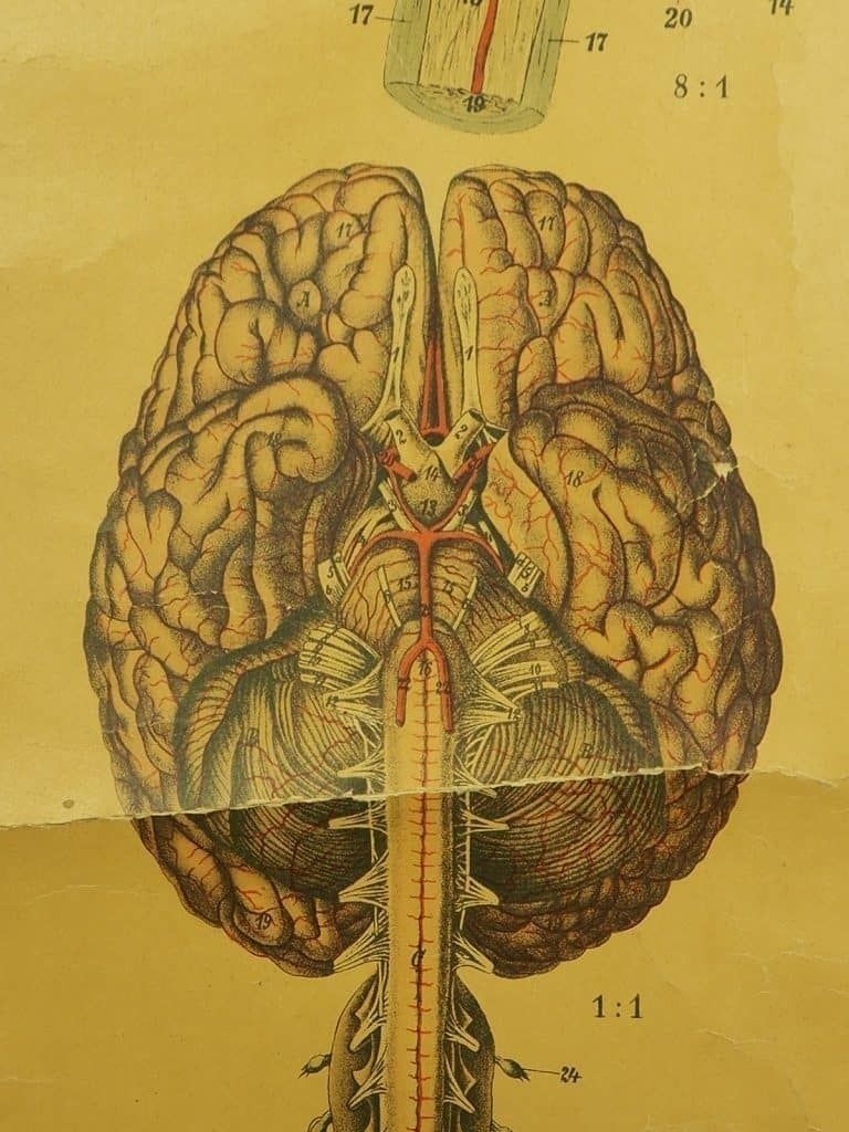 Antique Anatomical Chart (VI.) Human Anatomy Head Signed By E. Hoelemann photo for sale