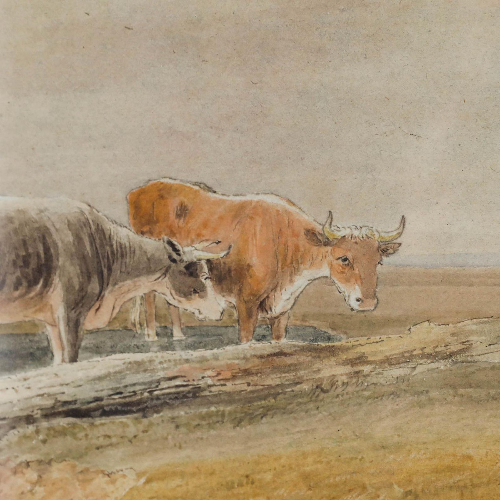 Circle Of Thomas S. Cooper (1803 1902) Watercolour, Cattle Standing In Water photo Art