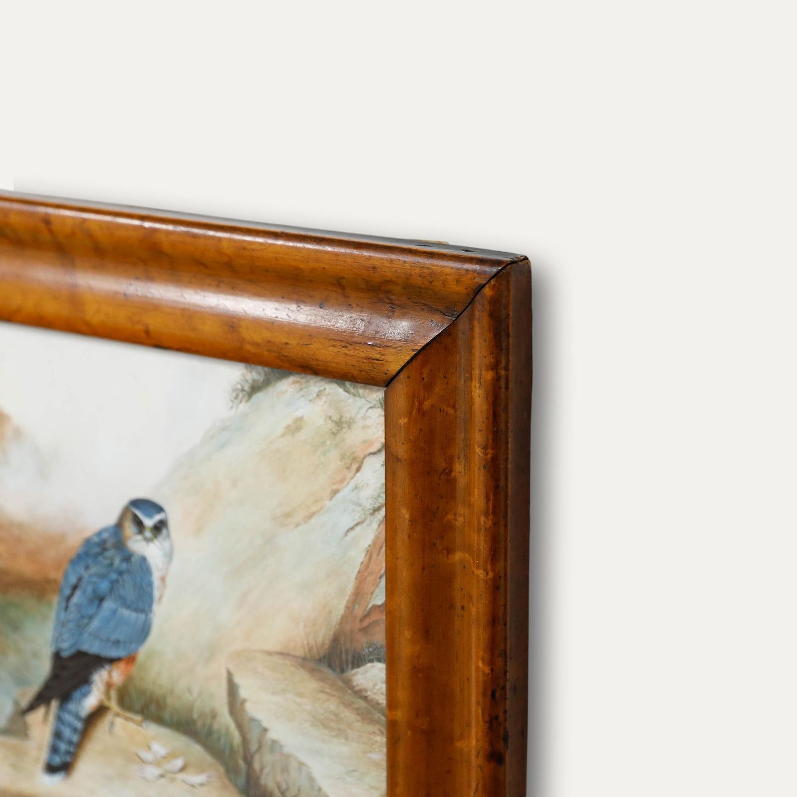 Folk Art Mid 20th Century Watercolour Study Of A Merlin In The Wild photo 350.0