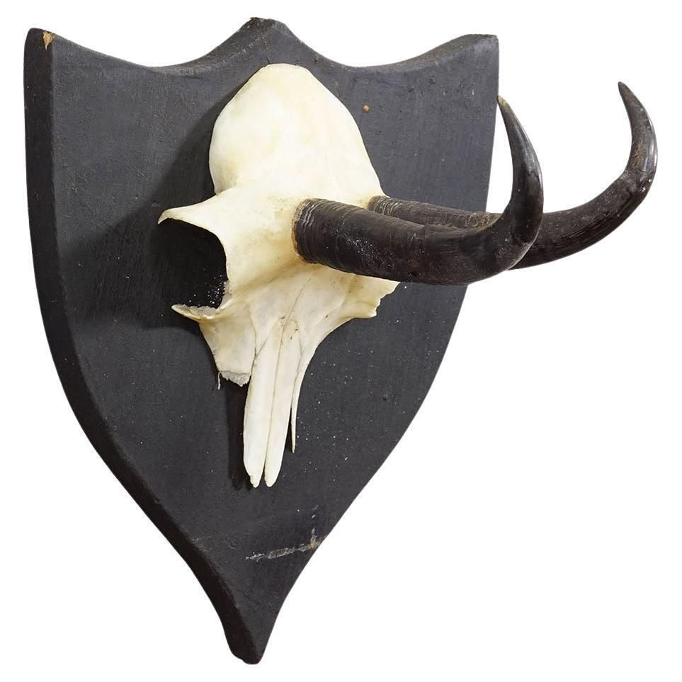 Antique Chamois Trophy On Carved Plaque, Germany Ca. 1900