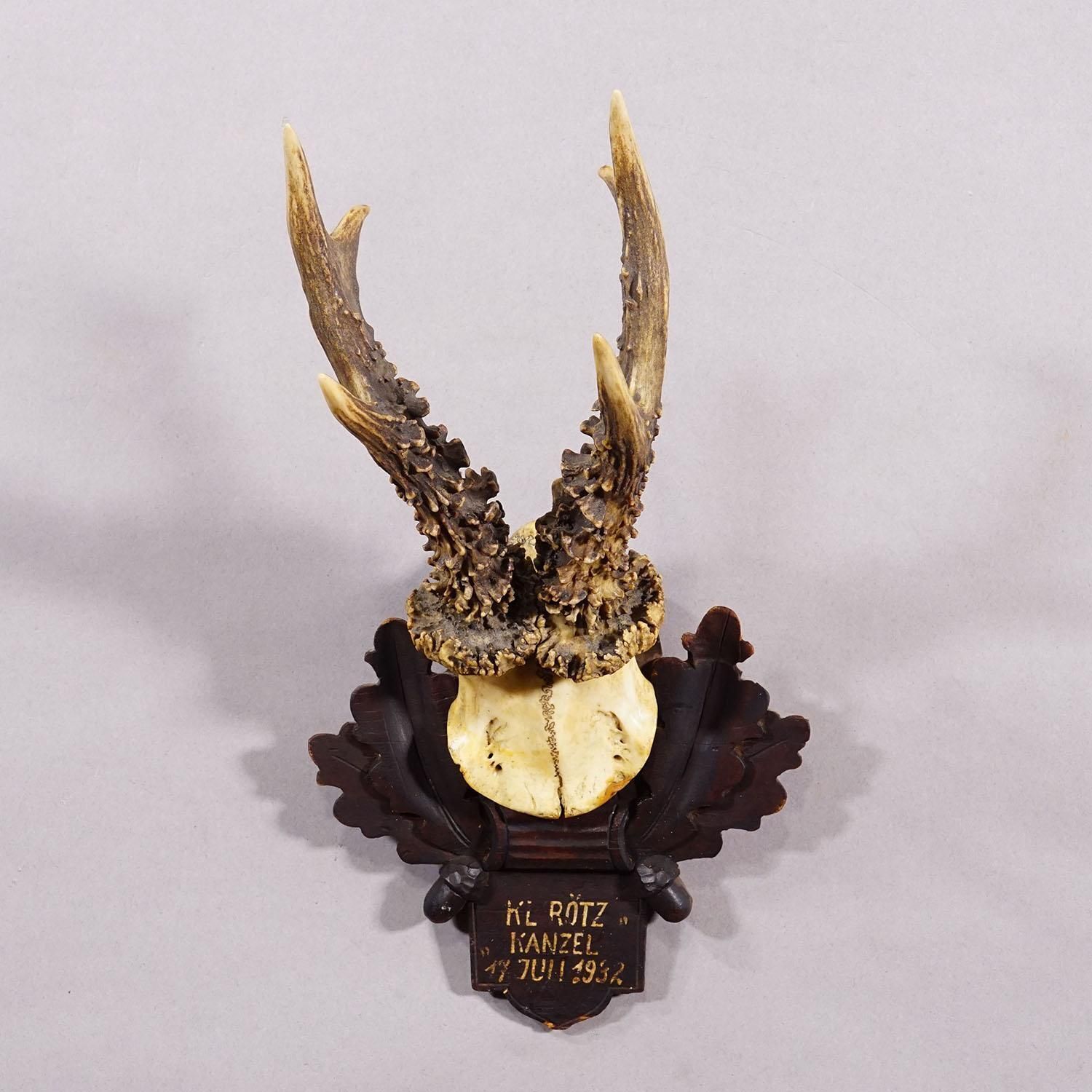 Antique Black Forest Red Deer Trophy On Carved Plaque   Germany 1932 photo Home Decor