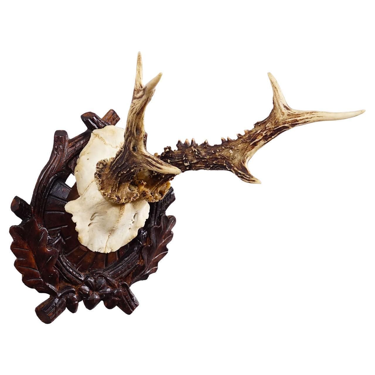 Antique Black Forest Red Deer Trophy On Carved Plaque   Germany Ca. 1910