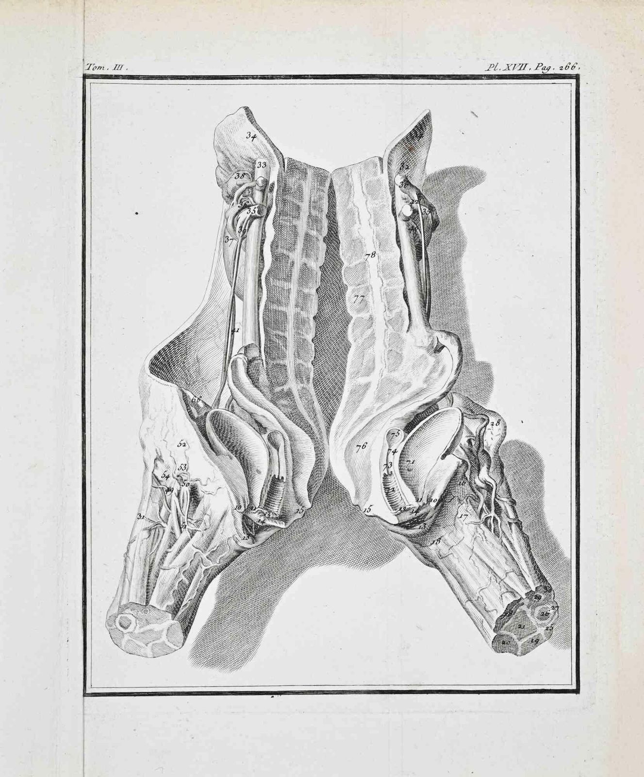 Jacques Baronanimal Anatomy   Etching By Jacques Baron   17711771