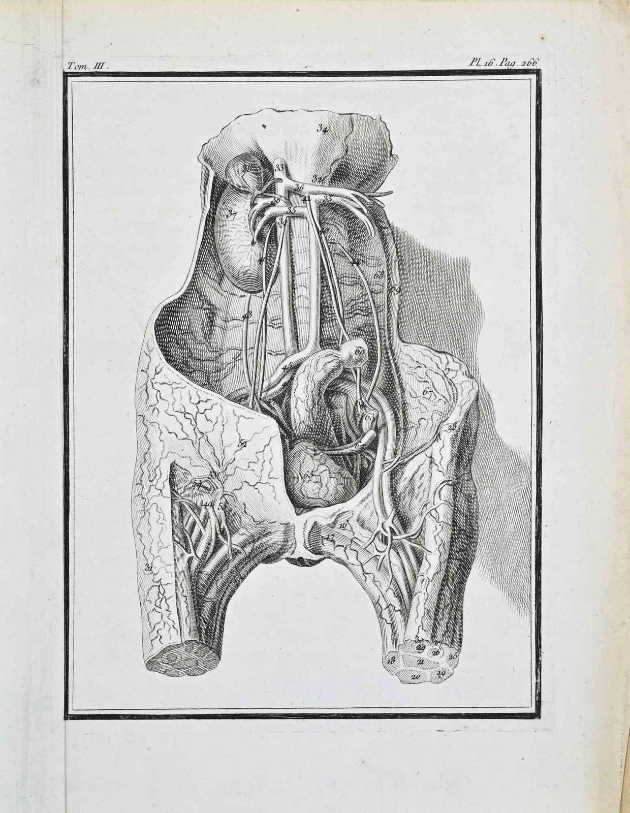 Jacques Baronanimal Anatomy   Etching By Jacques Baron   17711771