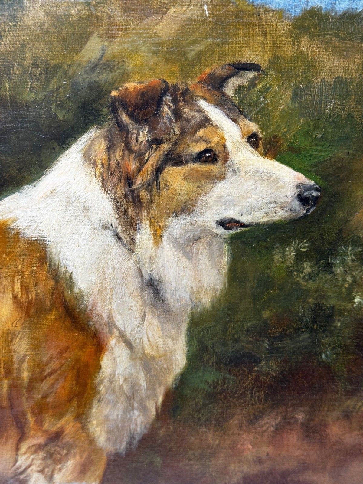 Large Victorian Oil Portrait Rough Collie Signed By John Trivett Nettleship photo Art
